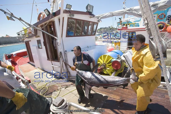 : Fishermen unloading and weighing their catch of : Fishermen unloading and weighing their catch of