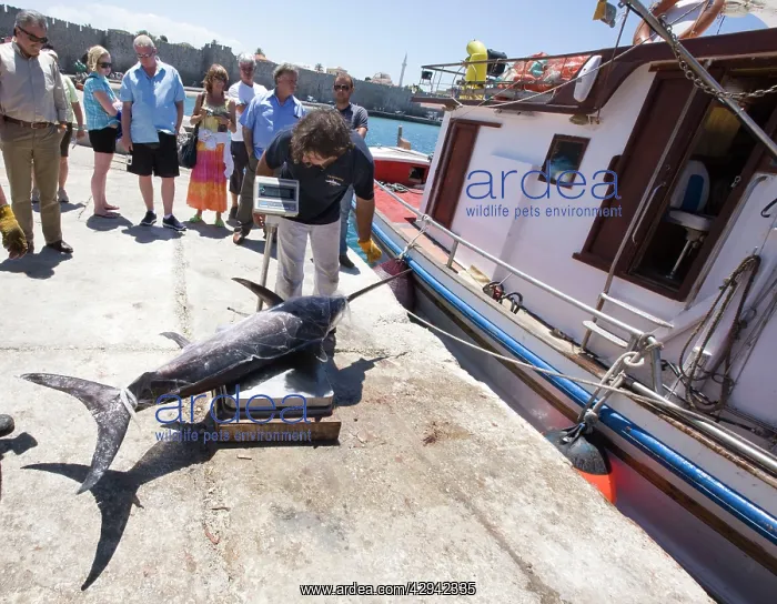 : Fishermen unloading and weighing their catch of swordfish : Fishermen unloading and weighing their catch of swordfish