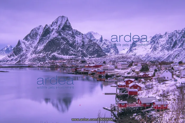 : Fishermen's Village in front of snowy mountain range at the : Fishermen's Village in front of snowy mountain range at the
