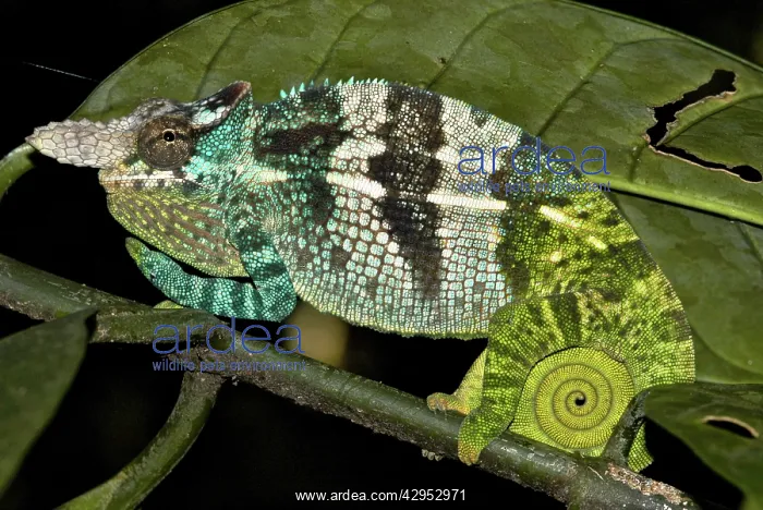: Fisher's two-horned Chameleon - male : Fisher's two-horned Chameleon - male
