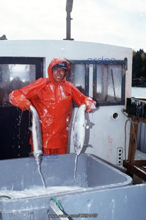 : FISHERY - Harvesting Salmon from pens : FISHERY - Harvesting Salmon from pens