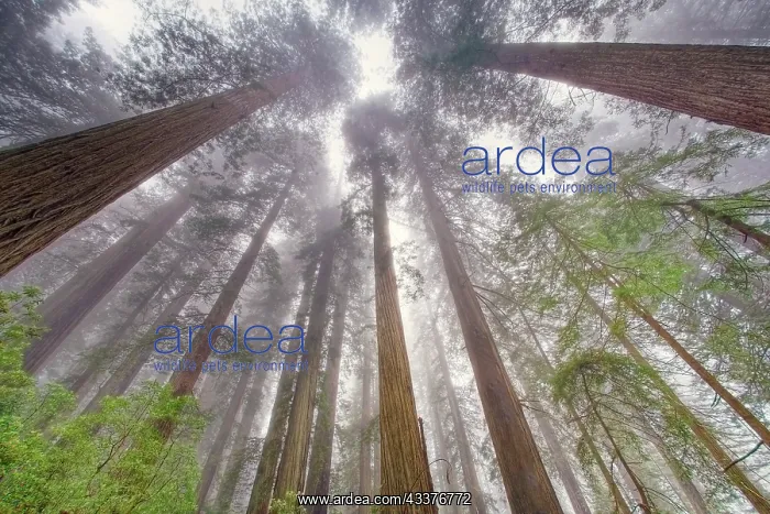 : Fisheye view skyward in redwood forest, Redwood : Fisheye view skyward in redwood forest, Redwood