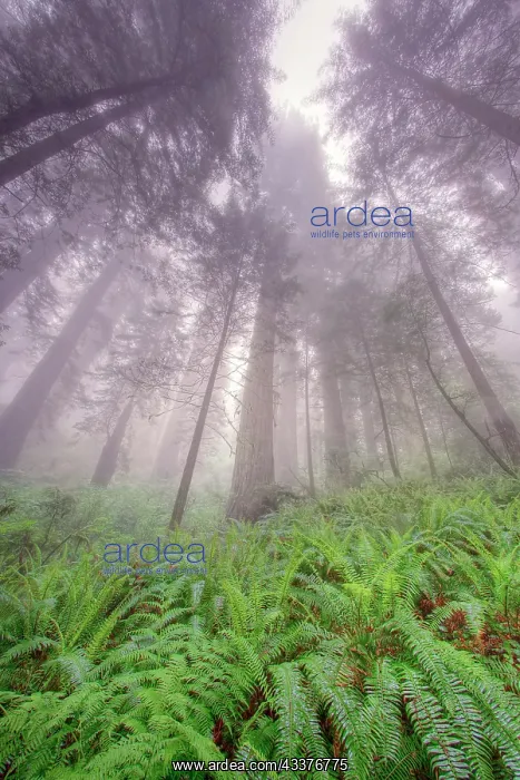 : Fisheye view skyward in redwood forest, Redwood : Fisheye view skyward in redwood forest, Redwood