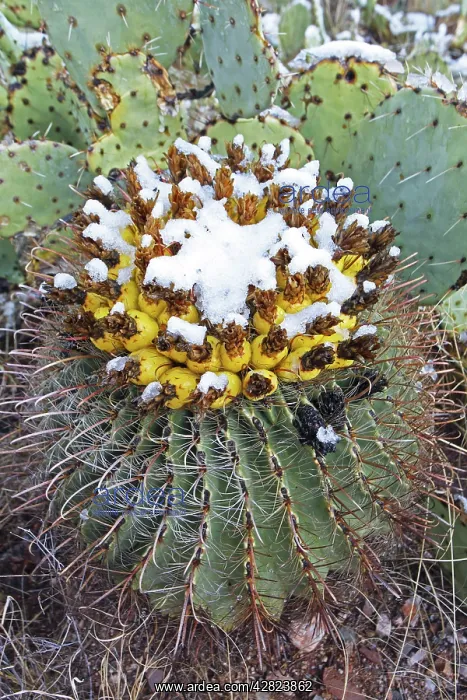 : Fishhook Barrel Cactus - blossoms in snow after : Fishhook Barrel Cactus - blossoms in snow after