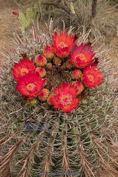 : fishhook barrel cactus, Ferocactus wislizeni, Arizona : fishhook barrel cactus, Ferocactus wislizeni, Arizona