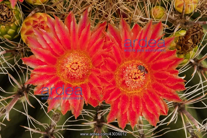 : fishhook barrel cactus, Ferocactus wislizeni : fishhook barrel cactus, Ferocactus wislizeni