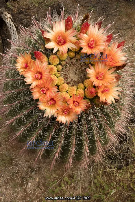 : fishhook barrel cactus, Ferocactus wislizeni, Arizona : fishhook barrel cactus, Ferocactus wislizeni, Arizona