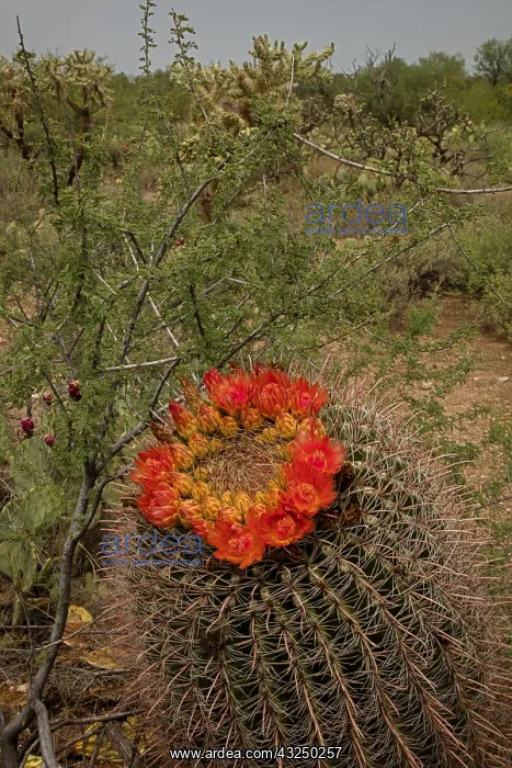 : fishhook barrel cactus, Ferocactus wislizeni, Arizona : fishhook barrel cactus, Ferocactus wislizeni, Arizona