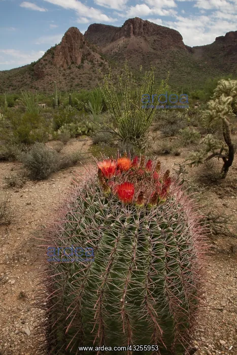 : fishhook barrel cactus, Ferocactus wislizeni : fishhook barrel cactus, Ferocactus wislizeni