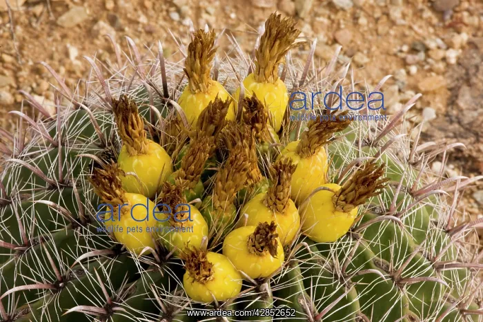 : Fishhook Barrel Cactus in fruit : Fishhook Barrel Cactus in fruit