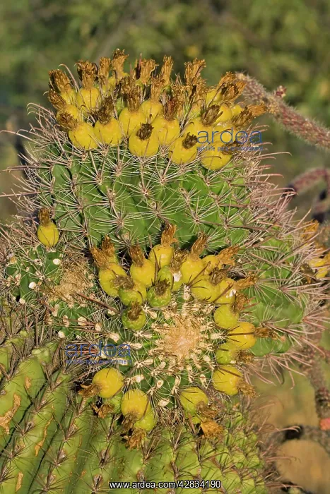 : Fishhook Barrel Cactus - Unusual growth form : Fishhook Barrel Cactus - Unusual growth form