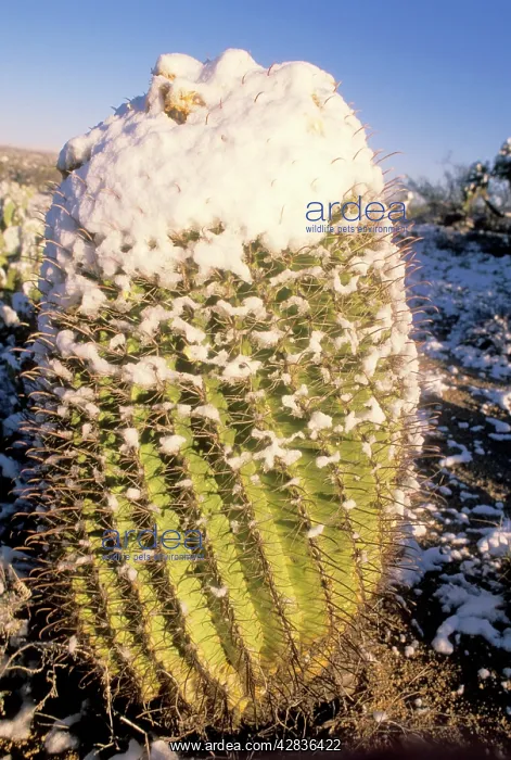 : Fishhook Barrel / Compass Barrel Cactus : Fishhook Barrel / Compass Barrel Cactus