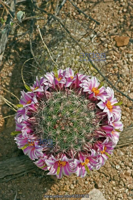 : Fishhook Pincushion Cactus : Fishhook Pincushion Cactus