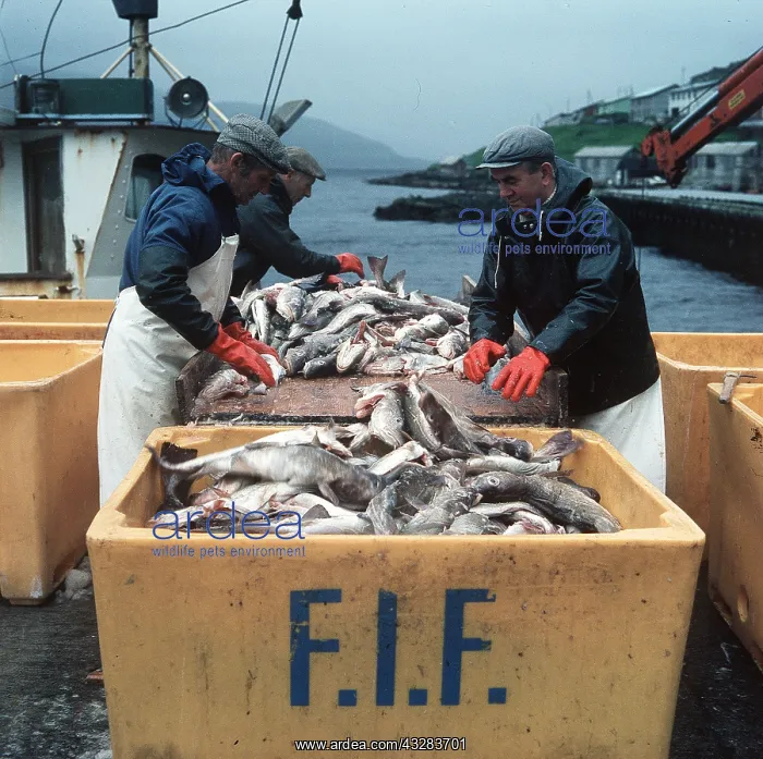 : FISHING : FISHING