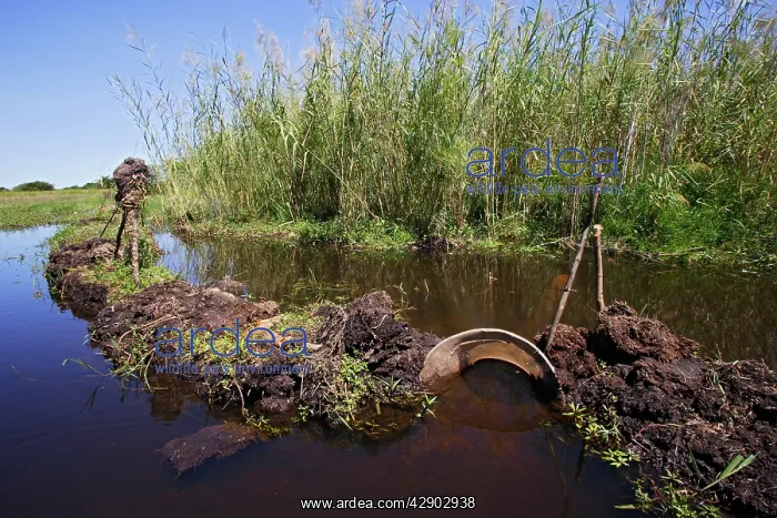 : Fishing in Bangweuleu Marsh - traps to catch fish : Fishing in Bangweuleu Marsh - traps to catch fish