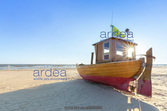 : Fishing boat Ahlbeck : Fishing boat Ahlbeck