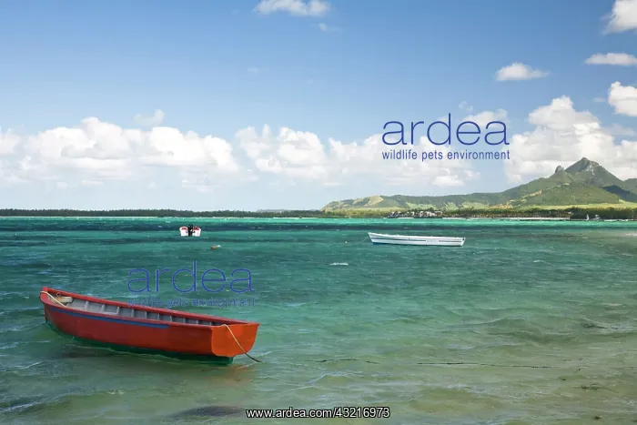 : Fishing Boat anchored near Trou D'Eau Douce : Fishing Boat anchored near Trou D'Eau Douce