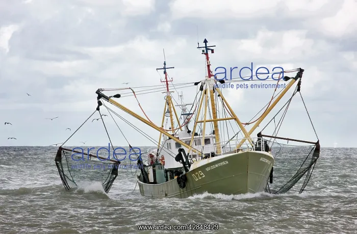 : Fishing boat fishing with net : Fishing boat fishing with net