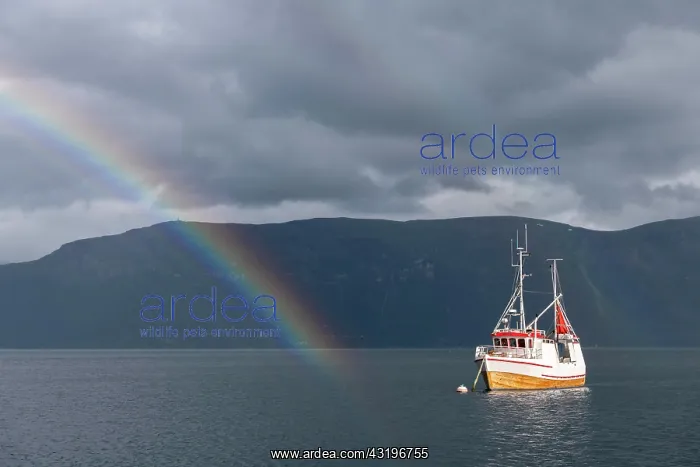 : Fishing boat in fjord with rainbow, Lyngseidet : Fishing boat in fjord with rainbow, Lyngseidet