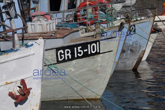 : Fishing boat in the habour - Uummannaq, Greenland : Fishing boat in the habour - Uummannaq, Greenland