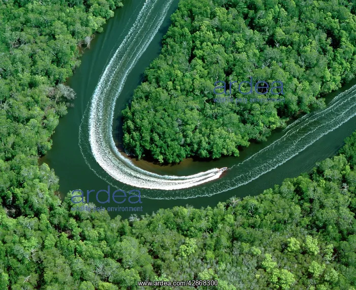 : Fishing boat on mangrove-lined inlet, Kennedy Inlet : Fishing boat on mangrove-lined inlet, Kennedy Inlet