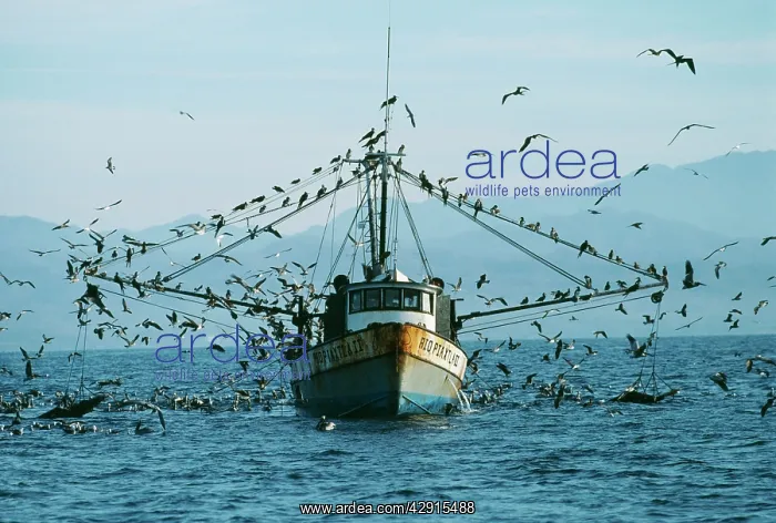 : FISHING BOAT - shrimper & sea birds : FISHING BOAT - shrimper & sea birds