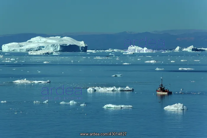 : Fishing Boat travelling between melting : Fishing Boat travelling between melting