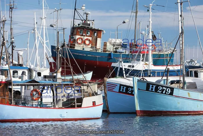 : Fishing Boat - vessels in harbour - Gillelje fishing : Fishing Boat - vessels in harbour - Gillelje fishing