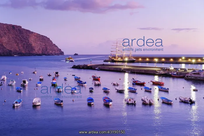: Fishing boats in the fishing port at dusk, Vueltas : Fishing boats in the fishing port at dusk, Vueltas