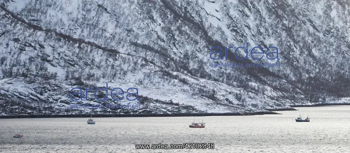 : Fishing boats in the fjord, Norway : Fishing boats in the fjord, Norway