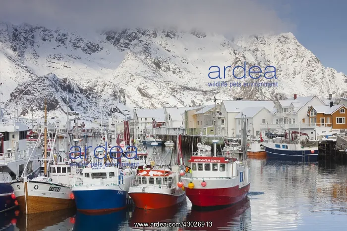 : Fishing boats in the habour of Henningsvaer - Lofoten : Fishing boats in the habour of Henningsvaer - Lofoten