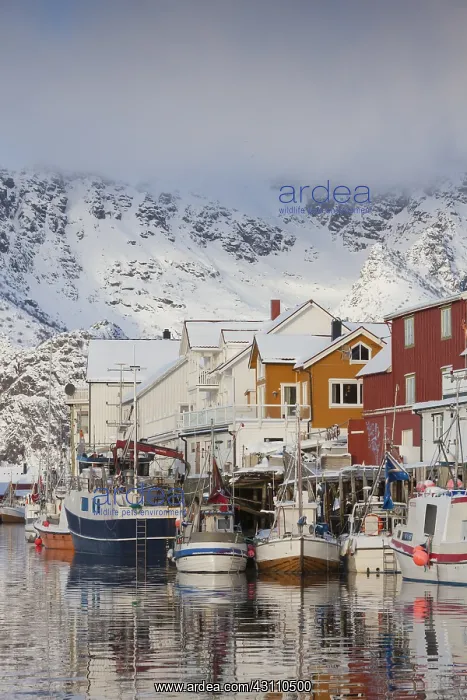 : Fishing boats in the habour of Henningsvaer - Lofoten : Fishing boats in the habour of Henningsvaer - Lofoten
