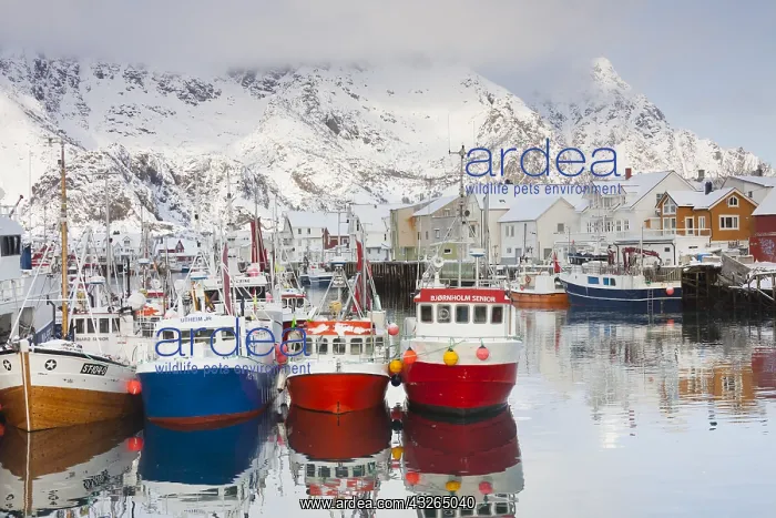 : Fishing boats in the habour of Henningsvaer - Lofoten : Fishing boats in the habour of Henningsvaer - Lofoten