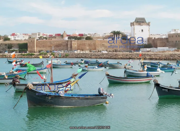 : Fishing Boats - harbour of the seaside town of : Fishing Boats - harbour of the seaside town of