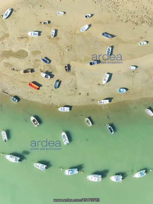: Fishing boats at low tide at the fishing village of Sancti Petri : Fishing boats at low tide at the fishing village of Sancti Petri