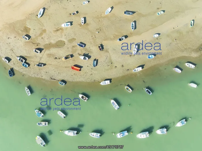 : Fishing boats at low tide at the fishing village of Sancti Petri : Fishing boats at low tide at the fishing village of Sancti Petri