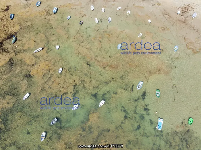 : Fishing boats at low tide in the town of Cádiz : Fishing boats at low tide in the town of Cádiz