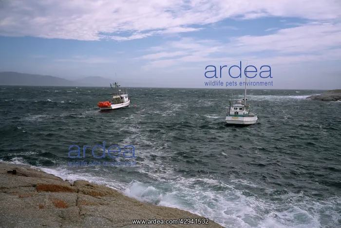 : Fishing boats moored in the Gulch, Bicheno, East : Fishing boats moored in the Gulch, Bicheno, East