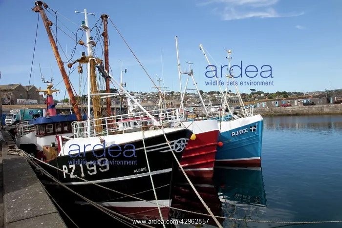 : Fishing Boats - moored at quayside : Fishing Boats - moored at quayside