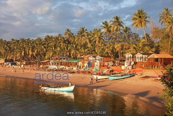 : Fishing boats on Palolem Beach, Goa, India, Asia : Fishing boats on Palolem Beach, Goa, India, Asia