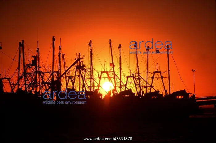 : Fishing Boats - Shrimpboats at sunrise : Fishing Boats - Shrimpboats at sunrise