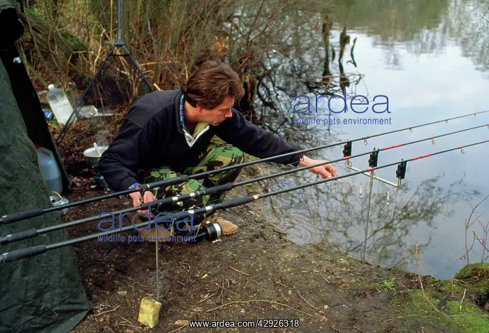 : Fishing - carp angler by rods on rets checking alarms : Fishing - carp angler by rods on rets checking alarms