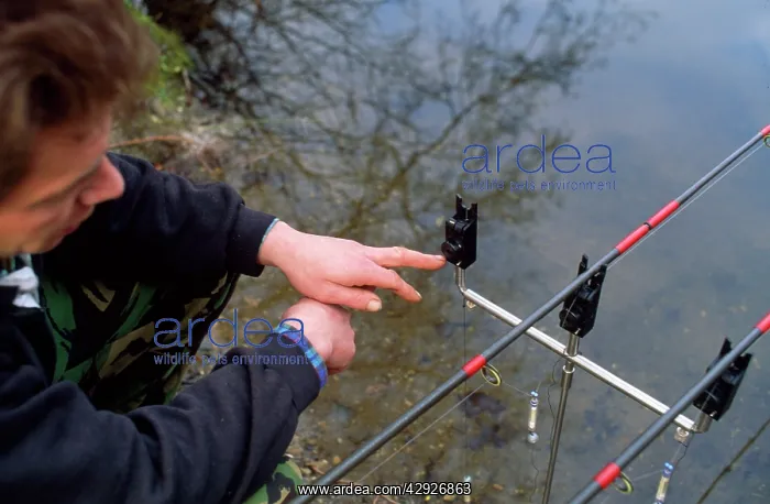 : Fishing - carp angler by rods on rets checking alarms : Fishing - carp angler by rods on rets checking alarms