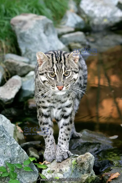 : Fishing Cat : Fishing Cat