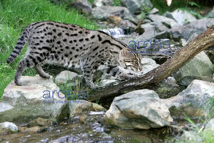 : Fishing Cat : Fishing Cat