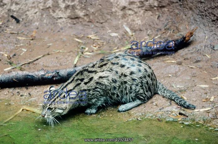  : FISHING CAT