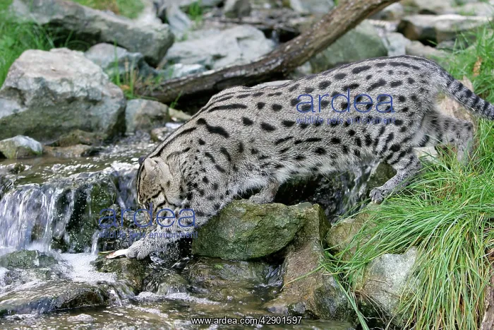 : Fishing Cat - crossing stream : Fishing Cat - crossing stream