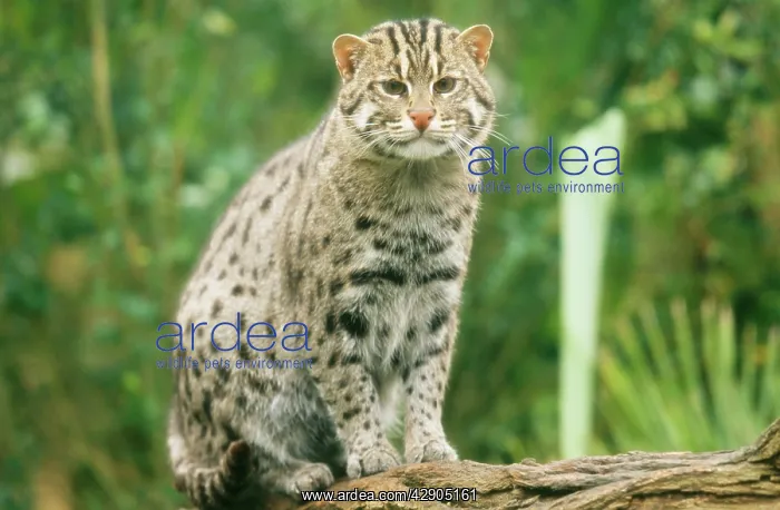 : Fishing Cat - Perched on log : Fishing Cat - Perched on log