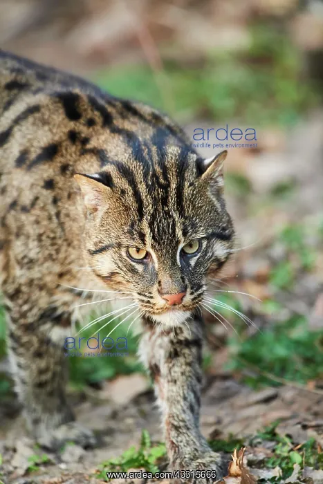 : Fishing cat (Prionailurus viverrinus), walking : Fishing cat (Prionailurus viverrinus), walking