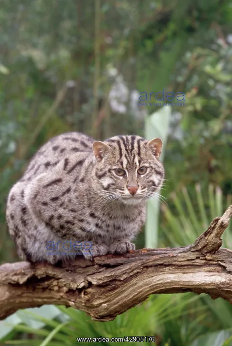 : Fishing Cat - sitting on branch : Fishing Cat - sitting on branch